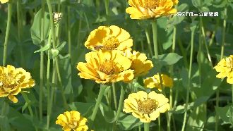 波斯菊花海、落羽松季　南部暖陽遊避寒冬