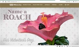 美國紐約市布朗克斯動物園舉辦「為蟑螂命名」活動。(圖/翻攝Bronx Zoo官網)