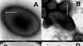 （圖／翻攝自mdpi.com）