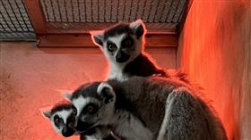 動物,抗寒,保暖,（圖／六福村提供）