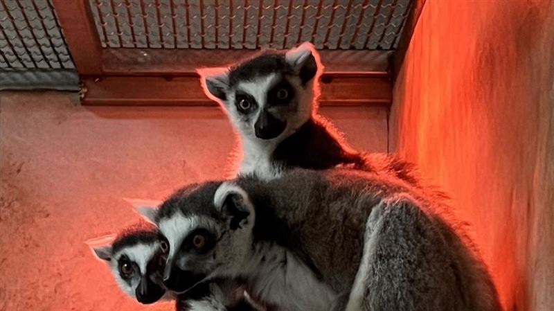 太冷了！動物「抱緊」取暖　萌樣曝光