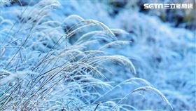 台中市大雪山國家森林遊樂區有機會降雪。（圖／林業署台中分署提供）