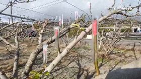 文 草莓防寒害1800