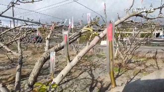 抗寒護作物大作戰　梨穗套袋、拉防風圍籬