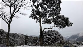 新北烏來山區下雪（1）寒流發威，位於新北市烏來區的967高地23日清晨下雪，樹梢、地面被白雪覆蓋。（民眾提供）中央社記者高華謙傳真  113年1月23日