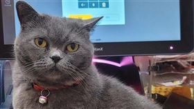 50歲女刮刮樂刮中100萬，笑說是「可愛貓咪給的靈感」。（圖／台灣彩券提供）