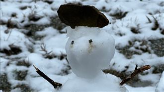 睽違8年　新北三峽今再飄雪