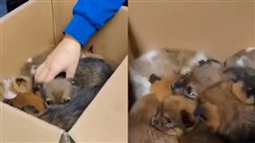 6幼犬慘遭斷腳「骨頭外露」！愛媽痛心PO文緝兇　網炸鍋：簡直就是惡魔。（圖／翻攝自微博）