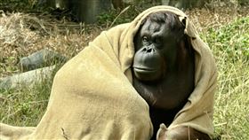 寒流,壽山動物園,紅毛猩猩,禦寒,過冬