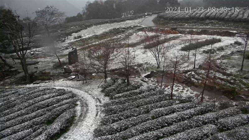 三峽茶園雪景曝光　網笑喊：凍頂烏龍茶