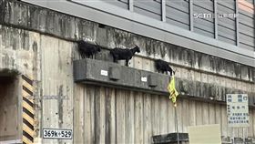 3黑羊涵洞排排站　民眾笑稱「看不懂的裝置藝術」