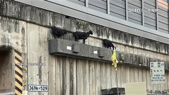「神秘黑羊」涵洞排排站　居民揭真相