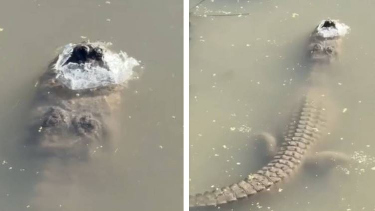 湖中驚見鱷魚變冰棒！專家曝超狂真相