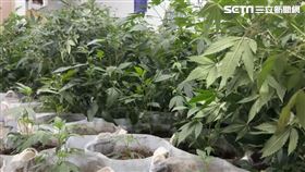 警犬立功！租小吃部種大麻　包廂別有洞天。圖為被種植用來製毒的大麻。（圖／資料照）