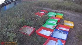 喵喵粉,製毒,林炎巨,高虹安,4-甲基甲基卡西酮（圖／翻攝畫面）