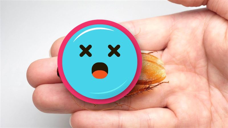 台灣特有種新蟑螂被發現 比家裡常見還大