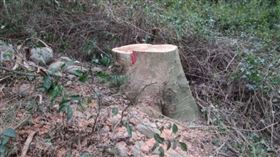 ▲台中市神岡區國有保安林地內2株相思樹遭盜伐，經警方調查後發現涉案人為7名修剪路樹工人。（圖／翻攝畫面）