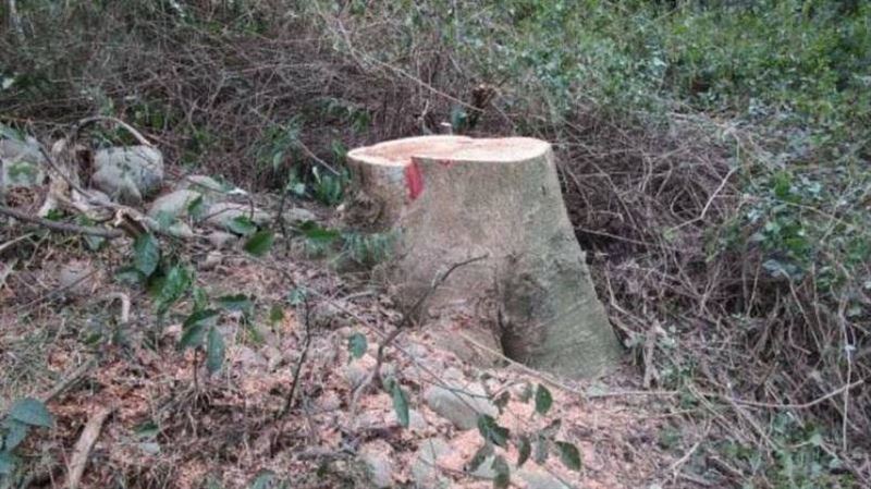 神岡相思樹遭盜　7工人趁修剪路樹行竊