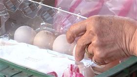 雞蛋/蛋行(翻攝畫面)