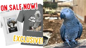  英國林肯郡野生動物公園,非洲灰鸚鵡,髒話（圖／翻攝自Lincolnshire Wildlife Park 臉書）