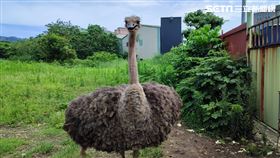 新北市,樹林,鴕鳥,動保處