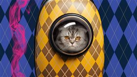 《機密特務：阿蓋爾》。（圖／UIP提供）