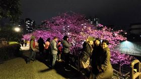 內湖樂活夜櫻季今年以電音為主題。（圖／北市府提供）