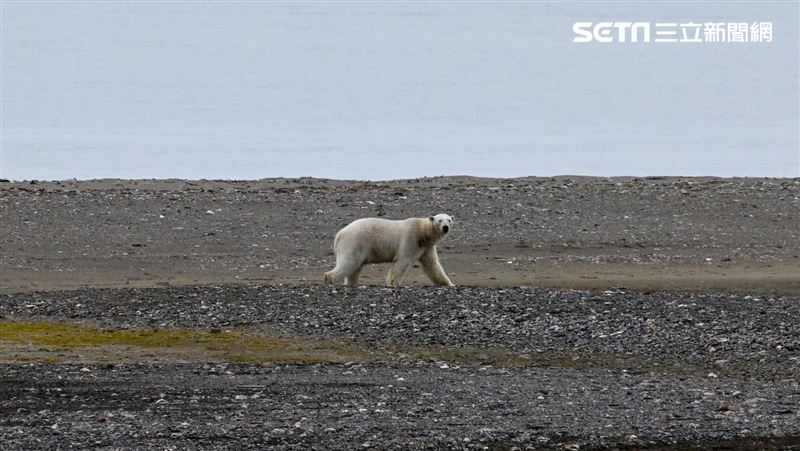 《消失的國界》走訪卡菲耶拉　巧遇北極熊