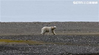 《消失的國界》走訪卡菲耶拉　巧遇北極熊