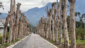 台東龍田綠色隧道  樹木被斷頭式修剪
