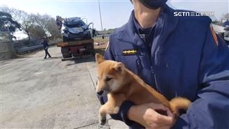 轎車停國道遭聯結車撞　車上柴犬幸運獲救
