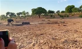 非洲波札那喬貝國家公園以壯觀的象群著名，據估計，國家公園現有約50000隻大象，是喜愛野生動物遊客的熱門景點。日前有導遊帶遊客進行導覽時，目擊獅群正在狙殺2隻小象，母象雖然卯盡全力驅趕獅群，卻僅能救下其中一隻小象，另一隻小象則不幸淪為獅群的晚餐。