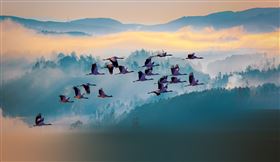 黑頸鶴（圖片來源：Shutterstock）