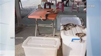 獨／牛墟攤販眼鏡蛇表演　叫賣藥物引關注