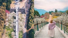  ▲限量春節三日有—阿里山賞櫻與部落之旅：寒溪呢森林人文叡地（圖／（左）@jiachi_photographer, （右）@yujiejp , Instagram)