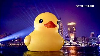 小鴨越夜越美麗　高流黃色小鴨燈光秀登場