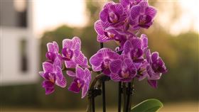 盆栽，植物，蘭花（圖／翻攝自unsplash）