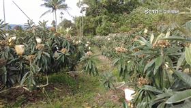 焚風擾開花　國姓枇杷產區粗估減產7成