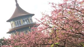 後山三色櫻已滿開！天元宮：今年提早10天