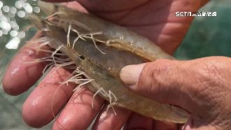 有價無量！「台東白蝦」量少1斤漲到400元