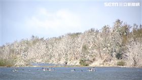 嘉義,鰲鼓濕地,鸕鶿,雪景
