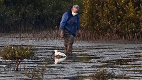 環團志工救援學甲濕地傷病黑琵台南市生態保育學會副總幹事黃永豐（圖）30日下午接獲通報，前往學甲濕地生態園區救援1隻傷病黑面琵鷺。（鳥友張順雄提供）中央社記者楊思瑞台南傳真  113年1月31日