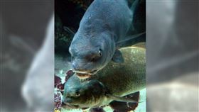 美國佛州沿海城市居民，長期被黑鼓魚的交配聲影響。（圖／美聯社）