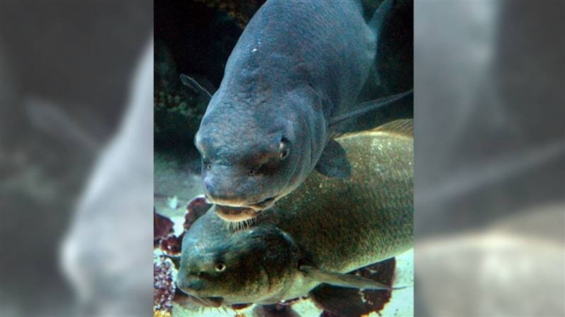 台灣,|海灣低沉噪音、震動擾民　驚人原因曝光！專家：魚在交配 | 國際 | 三立新聞網  SETN.COM