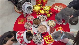 超萌！貓也要圍爐過年　畫面曝光融化貓奴