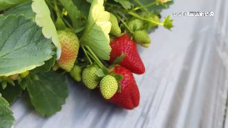 草莓產量減4成　零售價1斤飆破600元