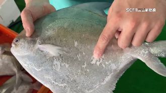 野生白鯧價格狂飆　預估過年每公斤破3千