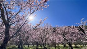 武陵農場,武陵櫻花季,2024武陵農場櫻花季交通管制措施。（圖／公路局提供、武陵農場提供）