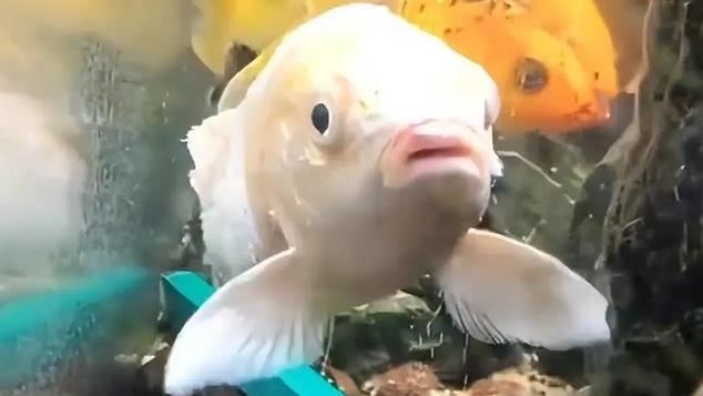 黃金錦鯉「越獄」遭燙熟　生不如死慘樣曝