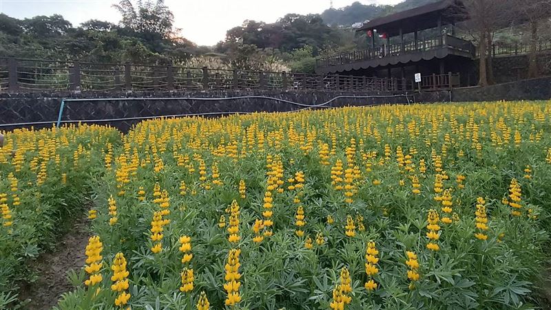 精選捷運走春景點！賞花泡湯、搭纜車都有